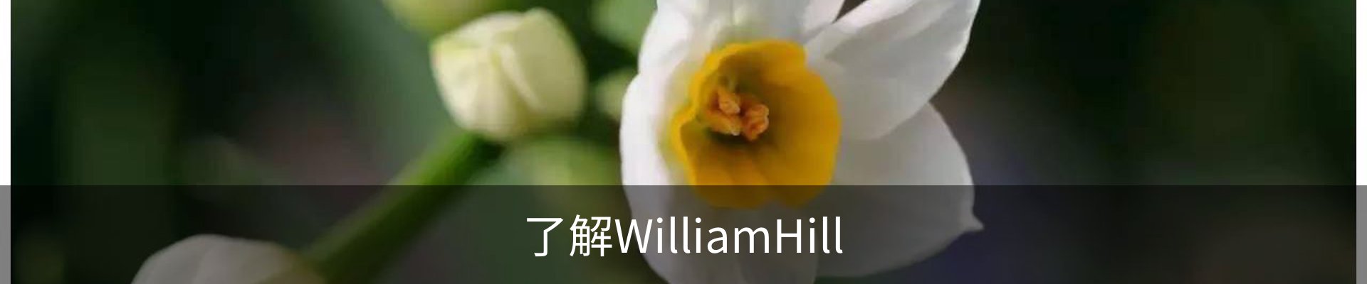 了解WilliamHill